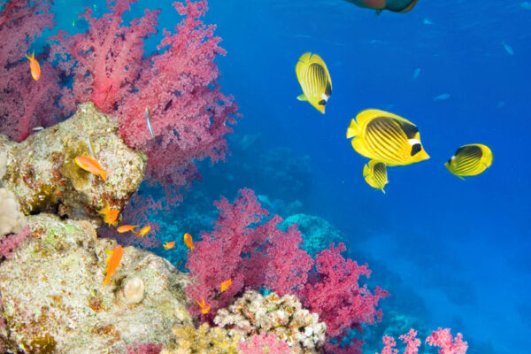 Sexy woman snorkeling in pristine Red Sea waters with group of butterfly fish.