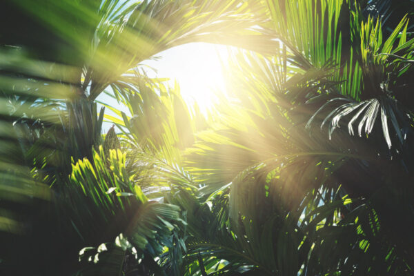 Green abstract background with palm and banana trees leaves